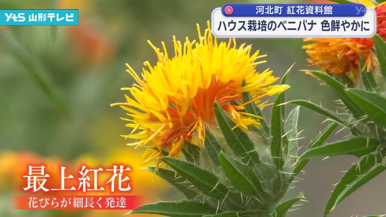 Greenhouse-grown safflowers display vibrant colors at Kahoku Town