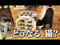 世の猫がテンション爆アゲになると触れ込みのおもちゃを組み立てた結果…！？