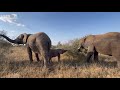 40 Minutes of Elephants, Khanyisa, Kumbura & Limpopo at the Green Thorn Tree