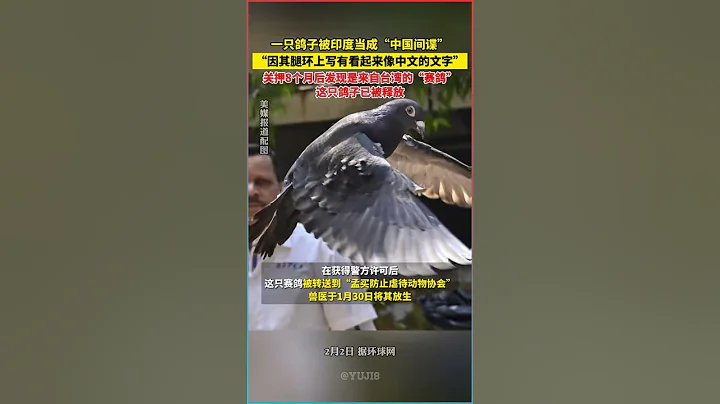 #被印度當成中國間諜的鴿子是台灣賽鴿，關押8個月後被釋放。 - 天天要聞