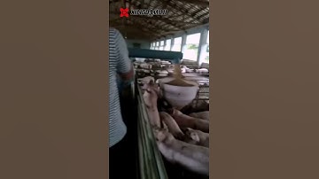 9pig farm automatic feeding system,Electric walking feeding equipment for raising pigs