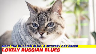 Meet the Russian Blue: A Mystery Cat Breed