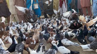 Mukabla ￼DG khan Vs Layyah Vs Multan 900 Kabootar 
