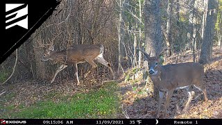 The Best Days For Daytime Buck Activity During The Rut!