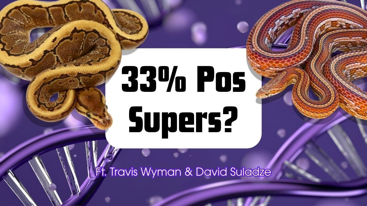 What Does "33% Pos Super" Mean, Anyway? | Reptile Genetics Weekly Ep 131