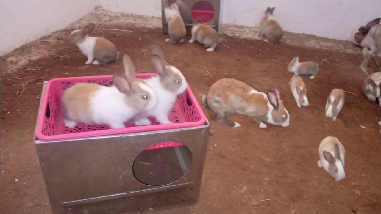 طريقة صنع ولادة او عش بيت الولادة الأرانب