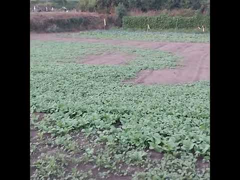 Radish And Spinach Leaves Areosa Fields