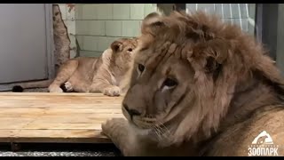 Свершилось!! Первое львиное свидание Север-Алая и Киары ❤#animals #lion #животные #челябинск