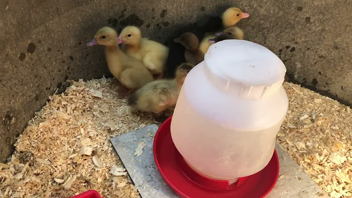 Kalmbach Duck Diaries