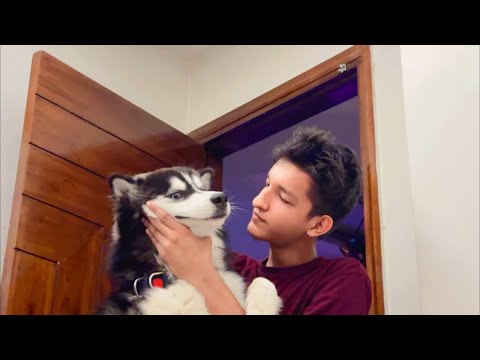 Rio k liye aaya gift #husky #siberianhusky #funny #dailyvlog #dogs ...