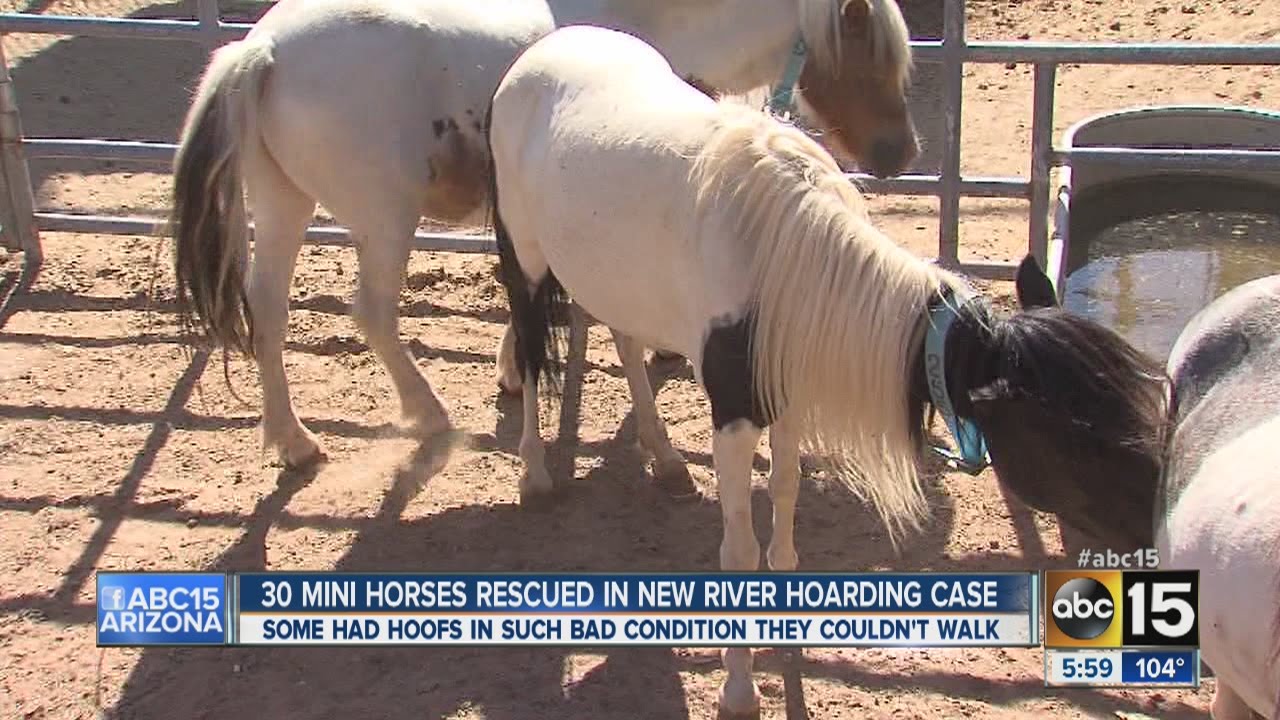 Woman arrested for animal cruelty, neglect