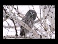 Голоса птиц-Бородатая неясыть (Strix nebulosa)