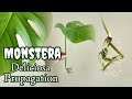 How to propagate monstera deliciosa  with results
