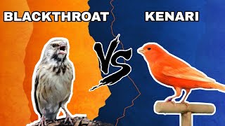 BLACKTHROAT VS KENARI