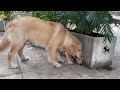 YY005.Dog's Daily Routine 1