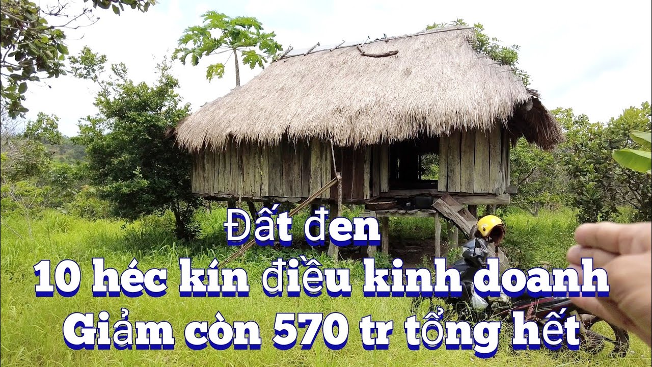 Đã bán mảnh rẫy 10 ha có nhà chòi ao ôm suối nhỏ trồng phun điều