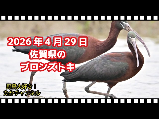 佐賀県のブロンズトキ 2026年4月29日 Glossy Ibis - YouTube
