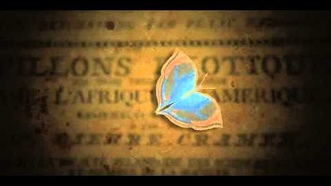 After Effects animation of butterfly illustration