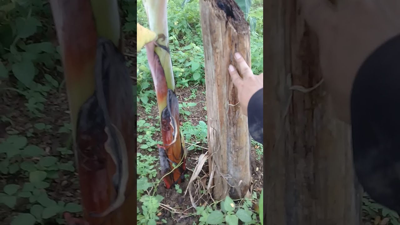 Cara budidaya pisang yang bagus 