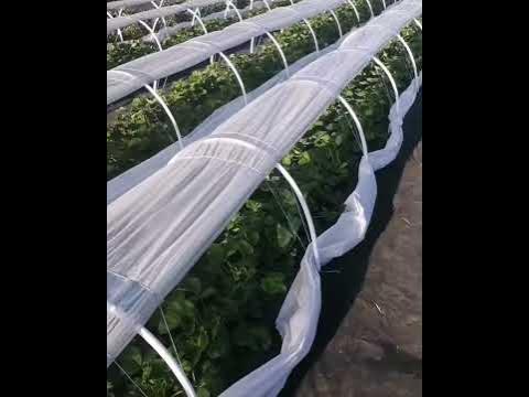 Цветёт клубника сорта Купчиха, Альба, Азия, Сирия, Джоли, Бьюти, Мурано ...