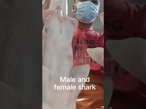 male and female shark