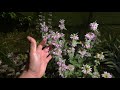 Night Time Vegetable Garden Tour & Tips | Twitch Live Stream from Redleaf Ranch