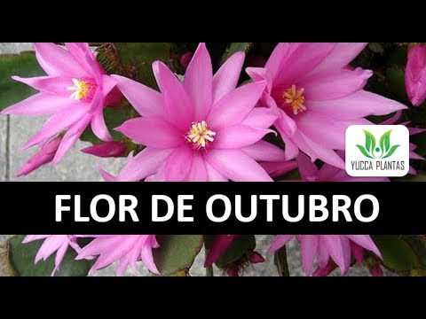 FLOR DE OUTUBRO- Como cuidar, cultivar e produzir mudas - thptnganamst.edu.vn