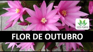 FLOR DE OUTUBRO- Como cuidar, cultivar e produzir mudas - thptnganamst.edu.vn