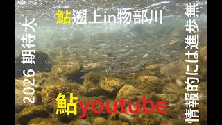 鮎youtube 2026年2月 高知物部川稚鮎遡上 良い！