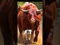 Red Bull's story #ai #ytshorts