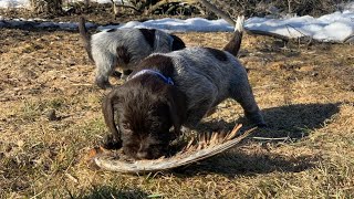 Puppies Go Outside! Run Jump Shoot Wirehaired Pointing Griffons 2/18 and 2/19