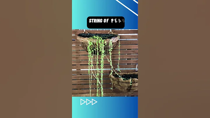 Top 10 indoor plants #shorts #indoorplants #houseplants