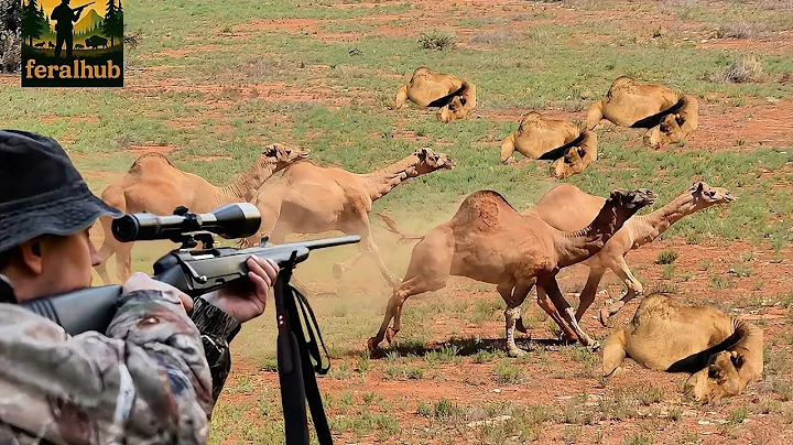 Camel Hunting  - How Australian Farmers And Hunters Deal With Millions Of Feral Camels