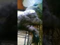 Обзор на кота и попу_гая