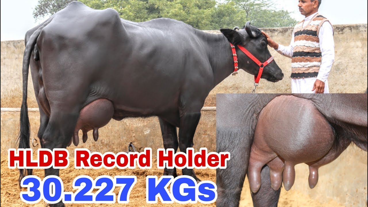 हरियाणा मुर्राह की खान || Maman Singh (Karodha) || मामन सिंह कड़ोधा || 8685845018