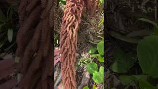 Quito Ecuador Hot Spring At Least 8 Pools With 3 Different Water Temperatures ,We Love It