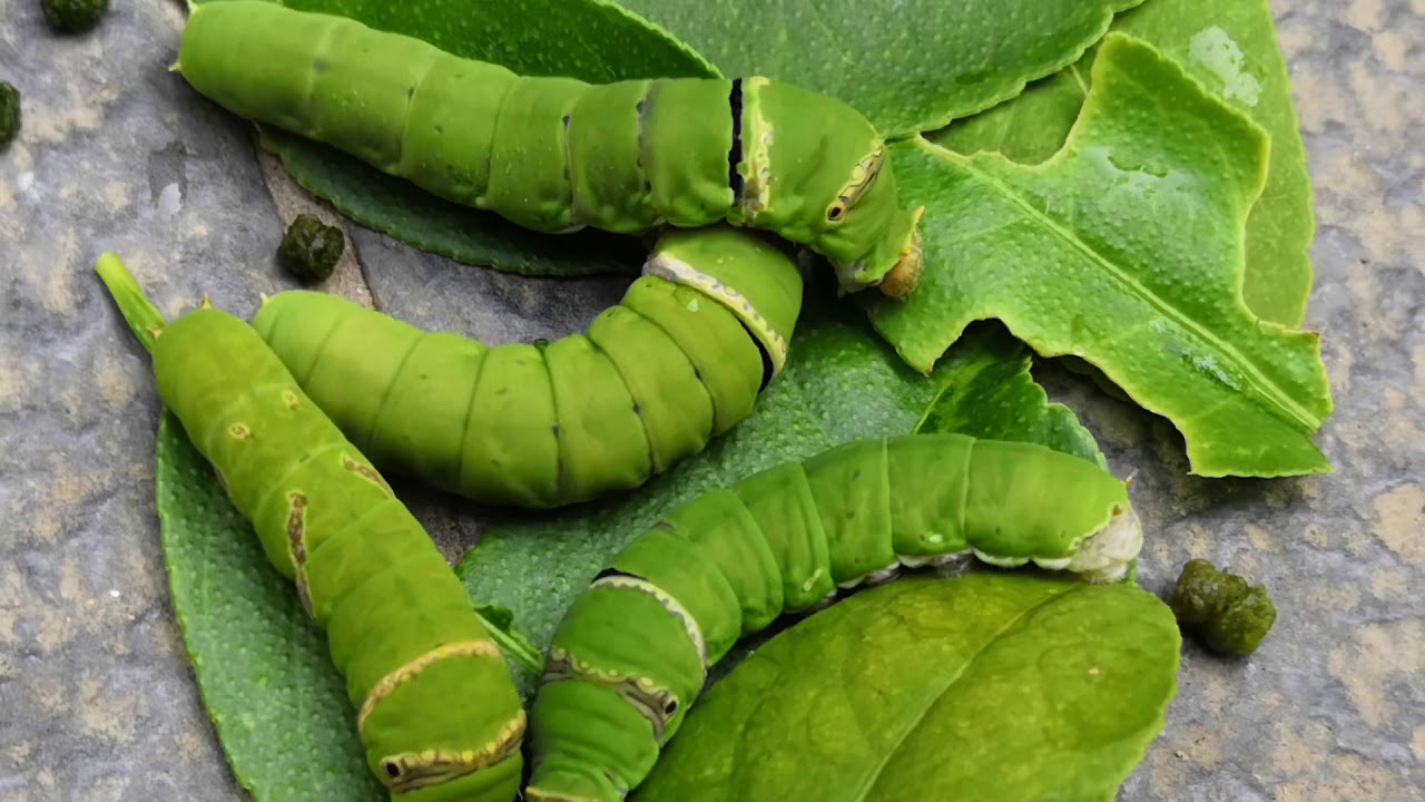 Lime Butterfly Caterpillars YouTube