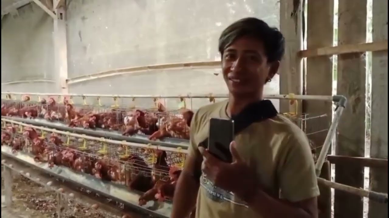 Observasi & Wawancara Perternakan Ayam 