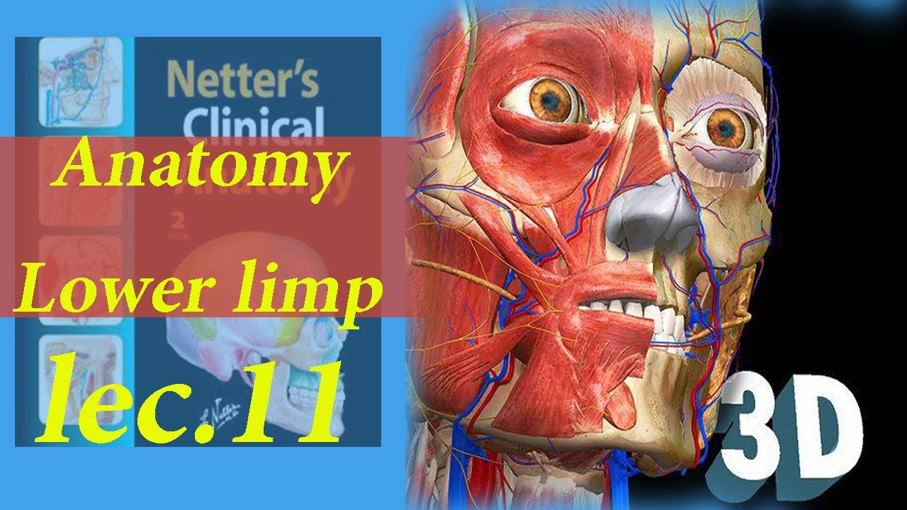تشريح المرحلة الاولىAnatomy Lower limp knee joint