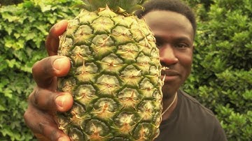 5 Foods to Decalcify Your Pineal Gland Third Eye Activation