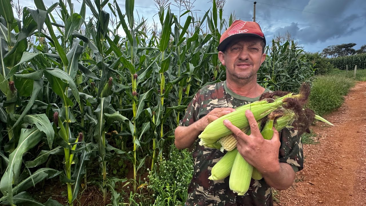 ADILSON COLHEU MILHO VERDE PARA COZINHAR! 