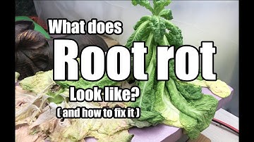 What does root rot look like, and how do I fix it?