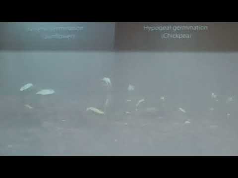 توضيح المقارنه بين الإنبات الأرضى والإنبات الهوائى أسس نبات