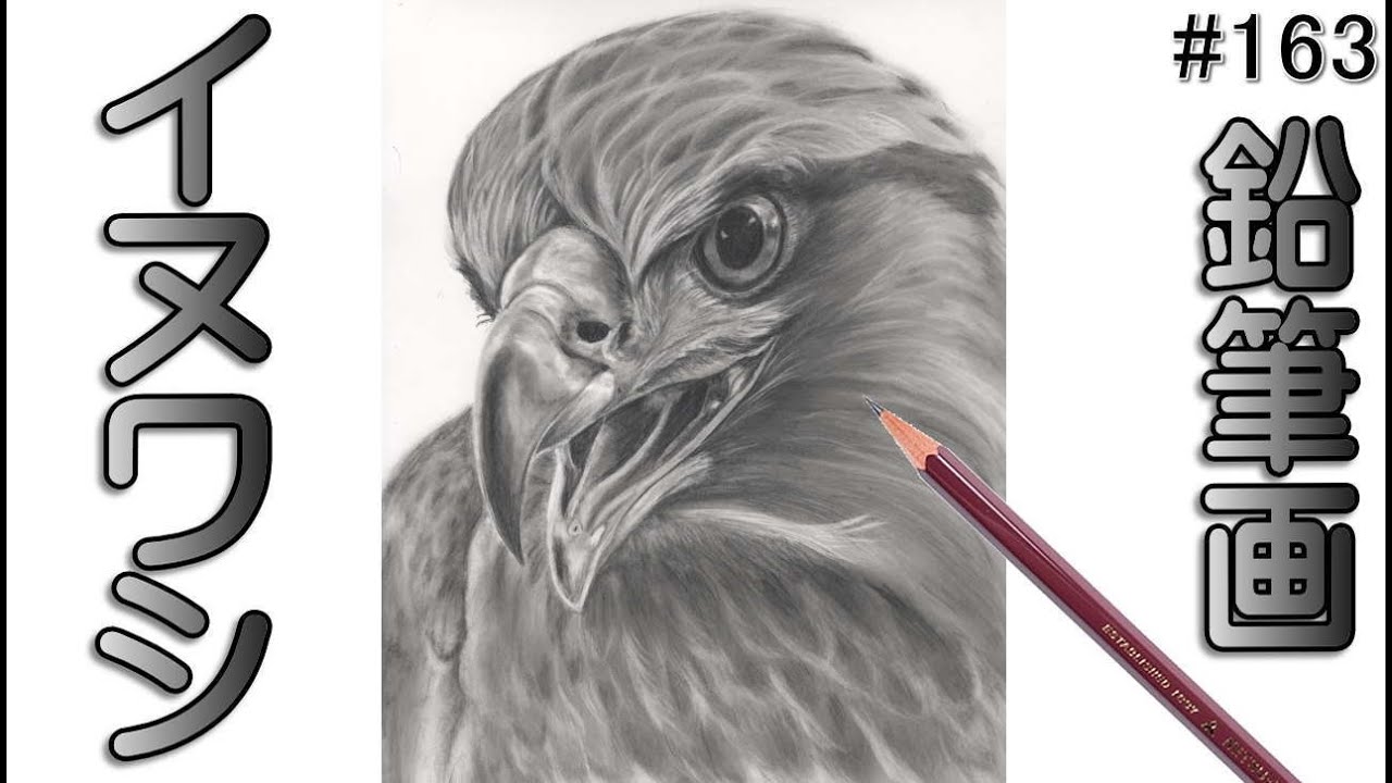鉛筆画 イヌワシ 犬鷲、狗鷲、Aquila chrysaetos #鉛筆画