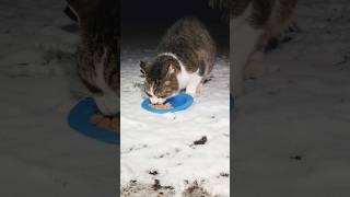 雪の中ご飯を食べにくる地域猫 #野良猫 #捨て猫