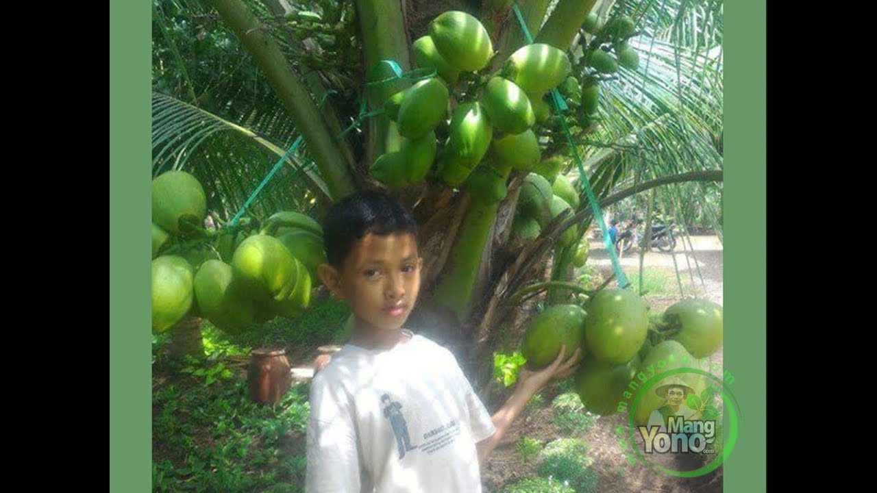  Cara Tanam Kelapa  Kopyor Genjah Umur 3 4 Tahun Berbuah 