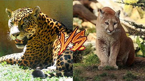 Ягуар против пумы. Jaguar versus cougar