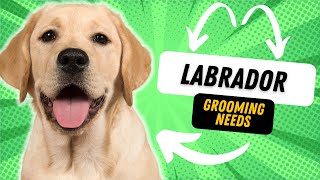 WHATS THE GROOMING LIKE FOR A LABRADOR