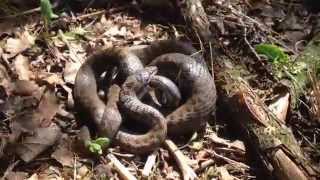 Gladde Slang Verorbert Hazelworm Mookerheide Natuurmonumenten 2015