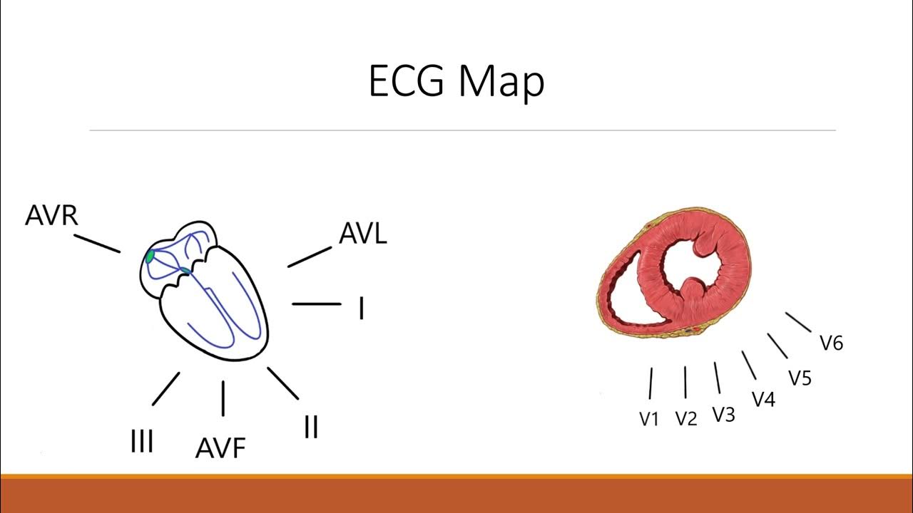 Ecg fundamentals part 1 the ecg map youtube
